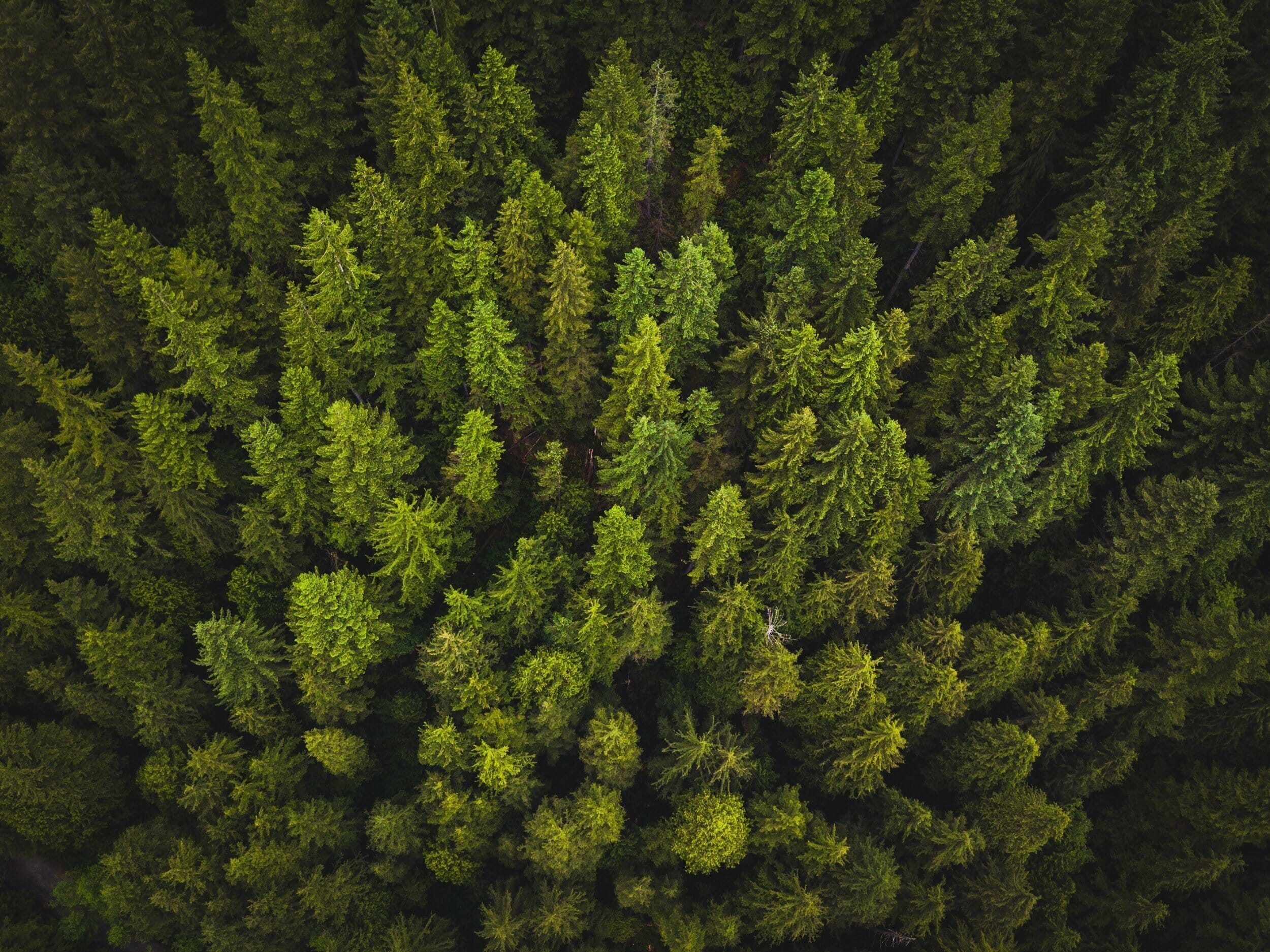 How Well Do You Really Know Hemp? - Ultimate Hemp Quiz (2019) 4 hemp farm from the top