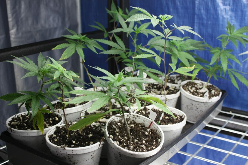 Growing Your Own Organic Hemp At Home 9 growing hemp at home