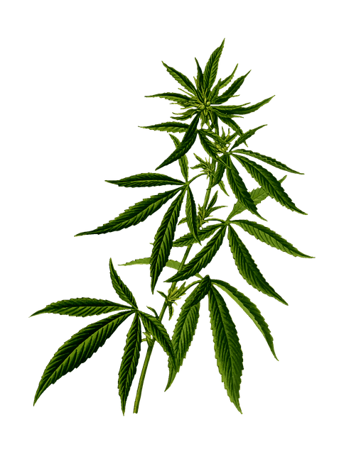 Hemp Lotion: Mother Earth's Natural Remedy For Skin Problems 2 hemp plant drawing