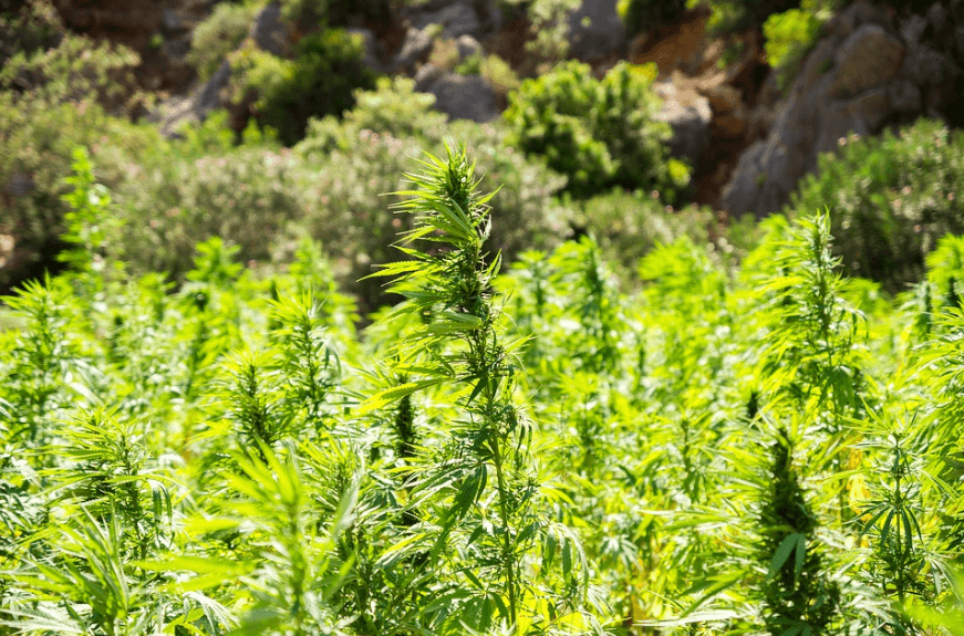 How Well Do You Really Know Hemp? - Ultimate Hemp Quiz (2019) 2 How Well Do You Really Know Hemp? - Ultimate Hemp Quiz (2019) 2