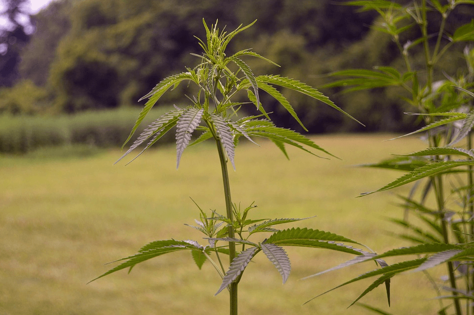 How Well Do You Really Know Hemp? - Ultimate Hemp Quiz (2019) 1 How Well Do You Really Know Hemp? - Ultimate Hemp Quiz (2019) 1