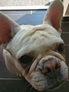 The Complete CBD Guide For Your Dog (2020) 10 dog wants cbd treat
