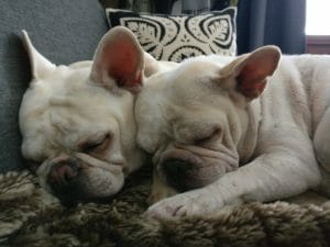 The Complete CBD Guide For Your Dog (2020) 4 dogs sleeping