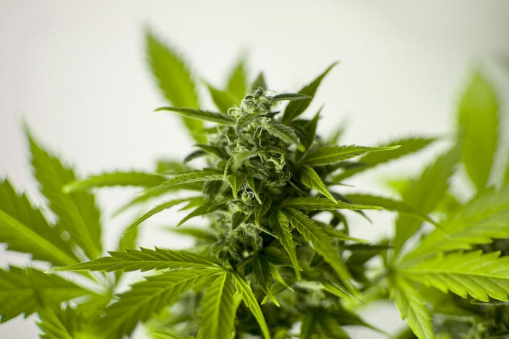 Which Hemp Tanning Lotion is The Best? 3 hemp plant