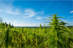 How to Choose the Right Hemp Seeds 3 hemp field