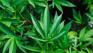 Best Cannabis Strains To Try While In Quarantine 2 \\QD-SERVER\ServerManagement\(21) (a) Marketing Programme NEW\Content Writers\Feature Articles\AR Exhibiting in the CBD Industry\CBD-hemp-leaves.jpg