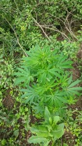 Growing Your Own Organic Hemp At Home 7 Hemp I've found growing in the wild