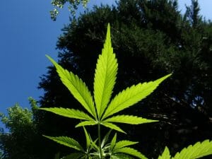 Facts You Need to Know about Hemp Seed Oil For Hair 2 hemp leaf