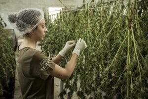 Facts You Need to Know about Hemp Seed Oil For Hair 4 hemp being processed