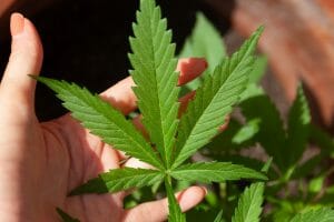 What exactly is a High Potency CBD Oil 3 cannabis leaf