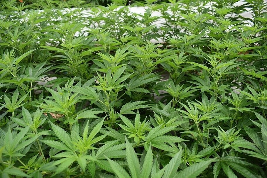 Hemp’s Interesting Uses Over The Years 4 a dense crop of hemp plants